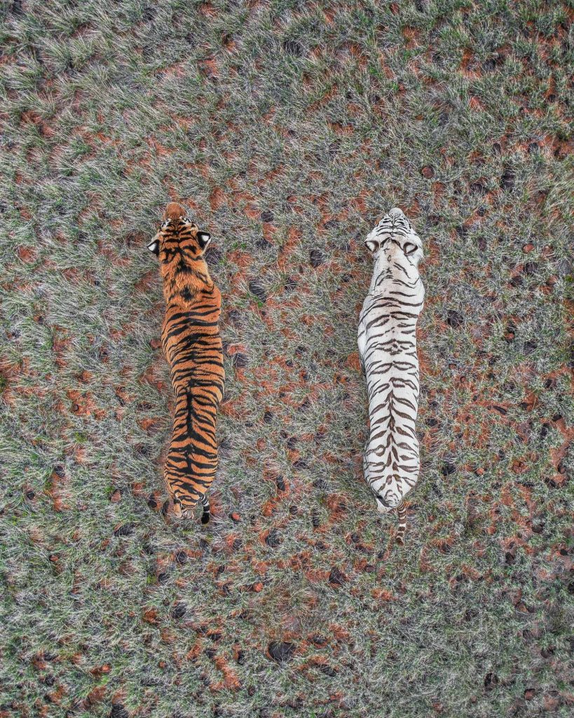Abstract Aerial Art